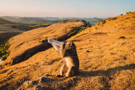 Téléchargez les photos : Singe macaque eau potable de bouteille en plastique en plein air avec des tons chauds coucher de soleil - en image libre de droit