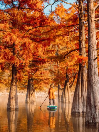 Téléchargez les photos : Aventure à bord du SUP avec voyageur sur la rivière entre les arbres Taxodium en saison automnale - en image libre de droit