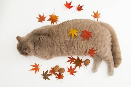 Photo for Cute cat on white background. Scottish cat with autumnal fall leaves - Royalty Free Image