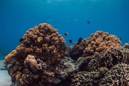 Téléchargez les photos : Monde sous-marin tropical avec coraux et poissons dans l'océan bleu profond - en image libre de droit