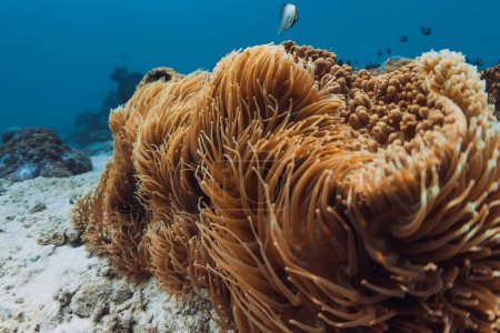 Téléchargez les photos : Scène sous-marine avec actinia, récif corallien et groupes de poissons - en image libre de droit