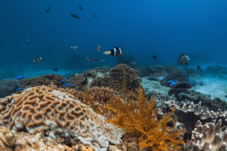 Téléchargez les photos : Scène sous-marine dans l'océan bleu avec récif corallien et groupes colorés de poissons - en image libre de droit