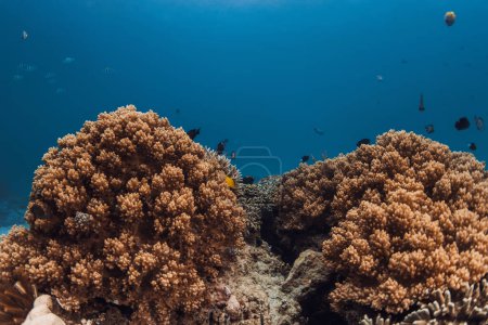 Téléchargez les photos : Récif corallien sain dans l'océan près de l'île de Fuvahmulah aux Maldives - en image libre de droit