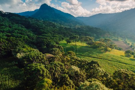 Téléchargez les photos : Vue aérienne d'une zone rurale avec champ et montagnes avec araucaria à Santa Catarina, Brésil - en image libre de droit