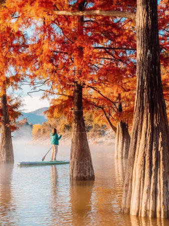 Téléchargez les photos : Femme debout planche à pagaie explorant le lac avec brouillard matinal et arbres Taxodium distichum automnal - en image libre de droit