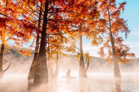 Photo for Woman relaxing on staand up paddle board at quiet lake with morning fog and fall Taxodium distichum trees - Royalty Free Image