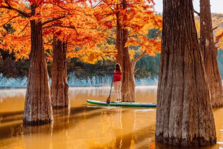Téléchargez les photos : Levez-vous planche à pagaie et femme à la rivière entre les arbres Taxodium en saison automnale. Embarquement SUP sur un lac calme - en image libre de droit
