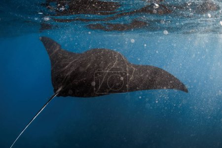 Téléchargez les photos : Manta ray fish glides in ocean. Snorkeling with giant fish in blue ocean - en image libre de droit