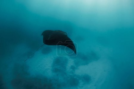 Photo for Manta ray swim freely in open ocean. Giant manta ray floating underwater in the tropical ocean - Royalty Free Image