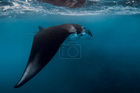 Téléchargez les photos : Manta ray fish glides in ocean. Snorkeling with giant fish in blue ocean - en image libre de droit