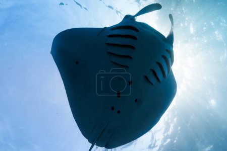 Photo for Manta ray fish glides in ocean. Snorkeling with giant fish in blue ocean, bottom view - Royalty Free Image