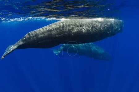 Téléchargez les photos : Rorquals spermatozoïdes nageant dans l'océan bleu - en image libre de droit