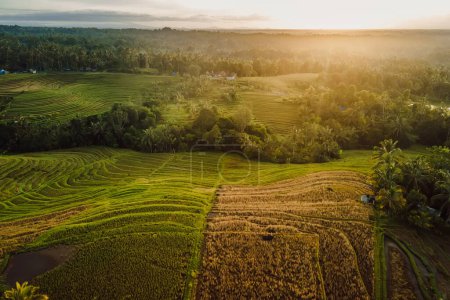 Photo for Aerial view of rice terraces with warm morning or evening light. Countryside in Bali island. - Royalty Free Image