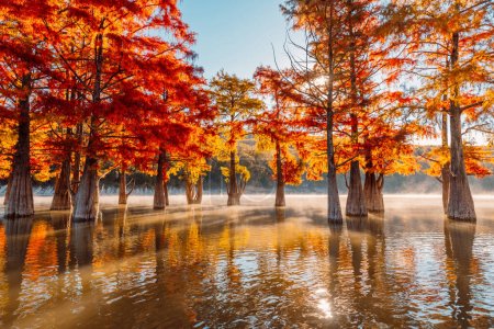 Photo for Taxodium distichum with red needles. Autumnal swamp cypresses and lake with reflection and fog. - Royalty Free Image