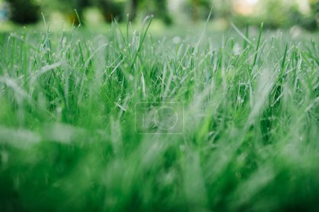 Foto de Macro vista de césped hierba en el jardín del patio trasero de verano. - Imagen libre de derechos