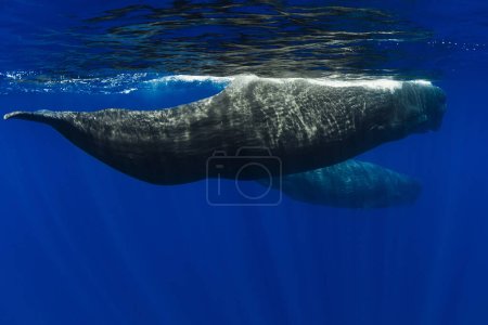 Couple amazing sperm whales in deep blue ocean