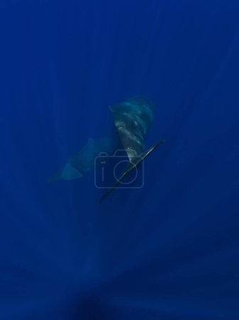 Téléchargez les photos : Queues de couple de cachalots dans l'océan bleu profond - en image libre de droit