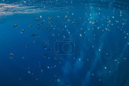 Téléchargez les photos : Vie sous-marine avec beaucoup de poissons tropicaux dans l'océan bleu - en image libre de droit