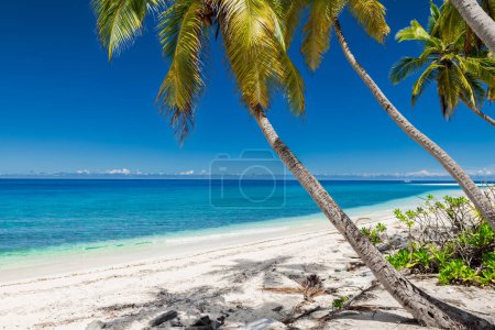 Photo for Luxury coconut palm beach on Maldives. Tropical holiday banner with blue ocean - Royalty Free Image