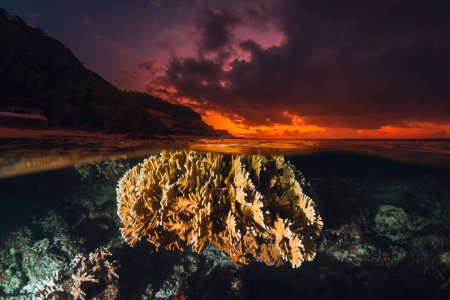 Téléchargez les photos : Paysage tropical avec corail sous-marin et coucher de soleil lumineux coloré ou lever de soleil, vue divisée avec lumière artificielle - en image libre de droit