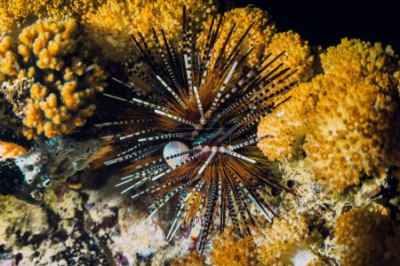 Photo for Sea urchin on rock. Sea urchin macro. Marine life at coral reef and its ecosystem at night. Diving and exploring at Bali. - Royalty Free Image