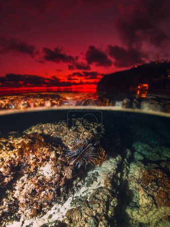 Téléchargez les photos : Paysage tropical avec corail sous-marin et coucher de soleil lumineux coloré sur le bord de mer, vue divisée avec lumière artificielle à Bali - en image libre de droit