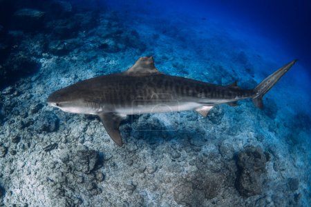 Tiger shark on deep in blue ocean. Diving with dangerous tiger sharks.