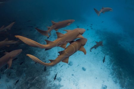 Téléchargez les photos : Nager avec beaucoup d'infirmières requins dans l'océan tropical. Requins en Maldives - en image libre de droit