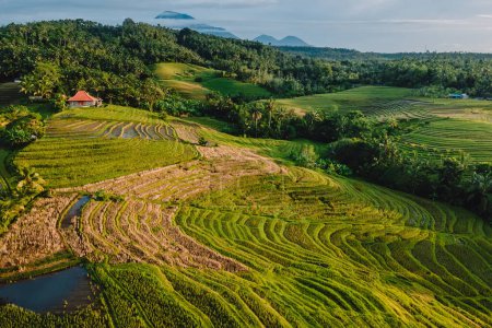 Téléchargez les photos : Vue aérienne du paysage avec terrasses de riz, les tons du lever du soleil et les ombres. Campagne sur l'île de Bali. Non touristique Bali - en image libre de droit