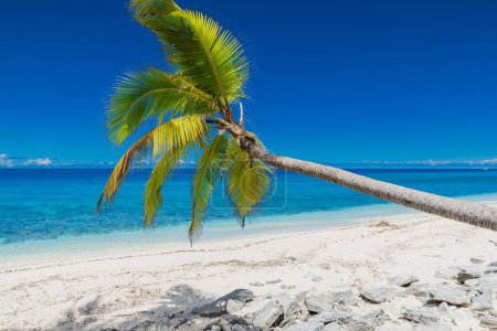 Foto de Playa tropical de lujo en la isla de Maldivas. Banner de vacaciones con océano azul y palmera - Imagen libre de derechos