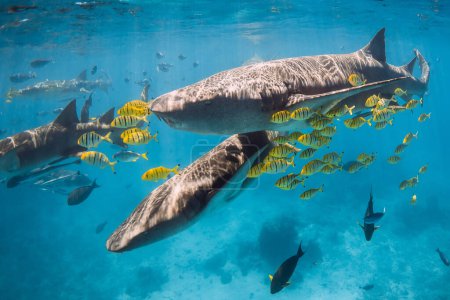 Téléchargez les photos : Infirmière requins avec des poissons tropicaux dans l'océan bleu. Requins en Maldives - en image libre de droit