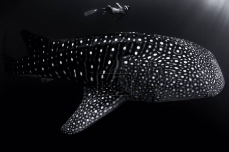 Téléchargez les photos : Vue sous-marine d'une femme nageant avec un requin baleine géant - en image libre de droit