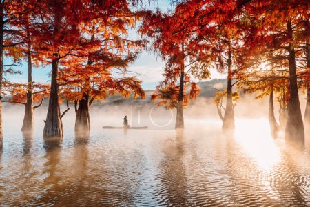 Photo for Woman on stand up paddle board at quiet lake with morning fog and fall Taxodium distichum trees - Royalty Free Image