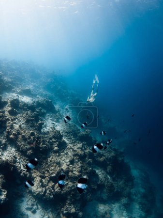 Téléchargez les photos : Femme plonge au fond de la mer bleue tropicale. Freediver fille nage sous l'eau avec des poissons tropicaux - en image libre de droit