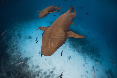 Téléchargez les photos : Infirmière requins dans l'océan tropical. Requins en Maldives - en image libre de droit