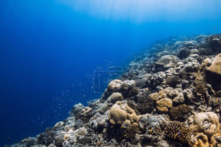Foto de Arrecife de coral tropical bajo el agua en el océano azul. Vista submarina de los corales - Imagen libre de derechos