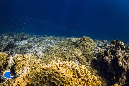 Foto de Tranquila vista submarina con corales en el océano azul profundo - Imagen libre de derechos