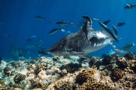 Foto de Tiburón tigre de cerca con peces tropicales en el océano transparente. - Imagen libre de derechos