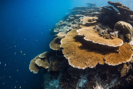 Foto de Tranquila escena submarina con corales en el océano azul tropical - Imagen libre de derechos