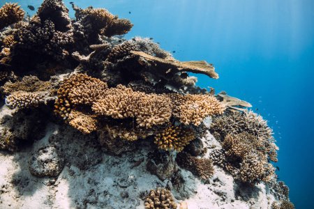 Foto de Tranquila escena submarina con corales en el mar tropical - Imagen libre de derechos