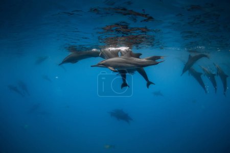 Delphine pod schwimmt unter Wasser im blauen Ozean.
