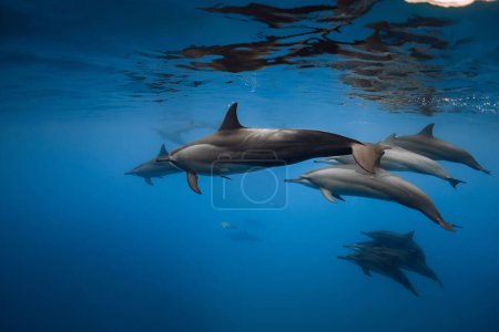 Photo for Dolphins playing and swims underwater in blue sea. Dolphins family in ocean - Royalty Free Image
