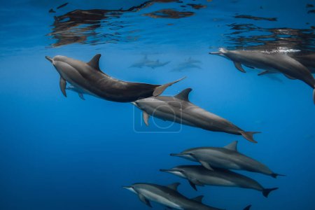 Delfine spielen und schwimmen unter Wasser im blauen Meer. Delfinfamilie im Ozean