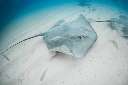 Téléchargez les photos : Stingray nage sous l'eau sur un fond sablonneux. Poissons raies dans la mer tropicale - en image libre de droit