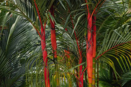 Téléchargez les photos : Fond de palmier rouge. Palme à lèvres ou Cyrtostachys renda avec tronc lumineux dans l'arboretum - en image libre de droit