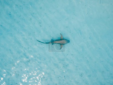 Foto de El tiburón nodriza nada en el océano azul en aguas poco profundas. Vista aérea - Imagen libre de derechos