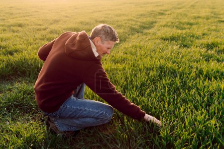 Foto de Plántulas de trigo verde joven en manos de un agricultor. Trigo verde orgánico en el campo con luz del atardecer. Agroindustria. - Imagen libre de derechos