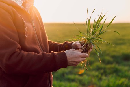 Téléchargez les photos : Homme touchant des germes de blé sur le terrain. Main d'un agriculteur expert vérifiant la santé des racines après la croissance d'une semence de légumes ou de plantes - en image libre de droit