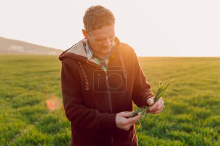 Téléchargez les photos : Un fermier touchant des germes de blé sur le champ. Concept d'entreprise ou d'écologie. - en image libre de droit