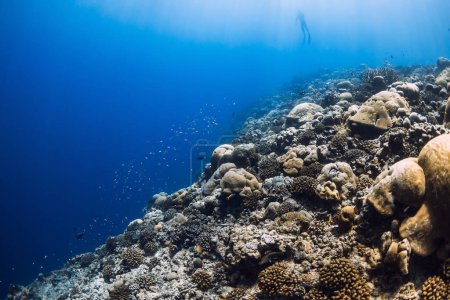 Foto de Arrecife tropical bajo el agua en océano azul. Vista submarina de los corales - Imagen libre de derechos